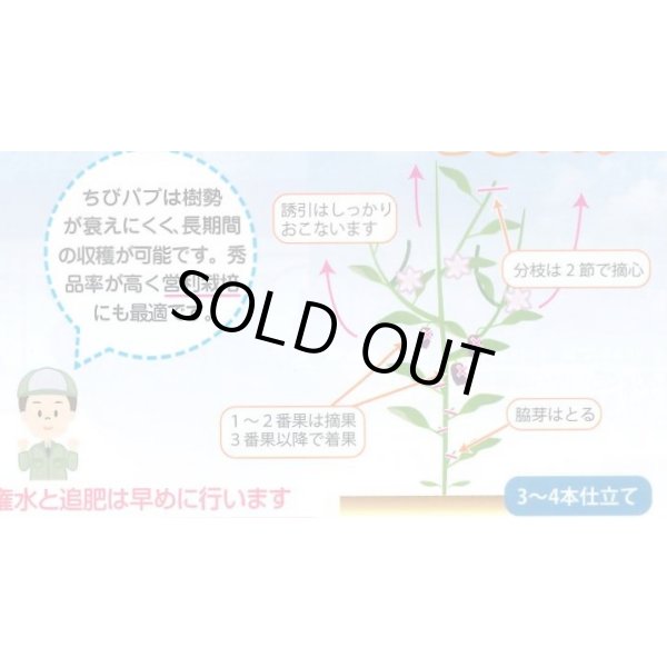 画像3: 送料無料　[パプリカ]　ちびパプ　レッド　100粒　（2025年10％増量）　丸種(株) (3)
