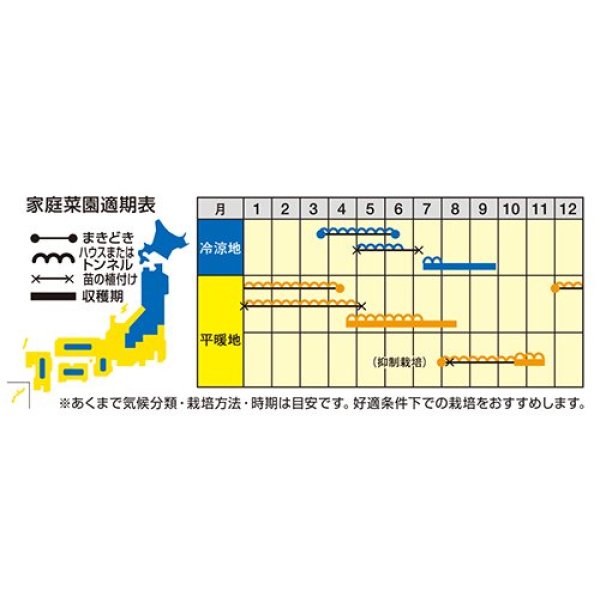 画像3: [かぼちゃ]　すずなりパンプティ　6粒　ナント種苗（株） (3)