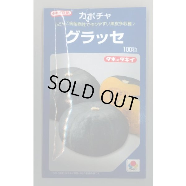 画像1: 送料無料　[かぼちゃ]　グラッセ　100粒　タキイ種苗 (1)