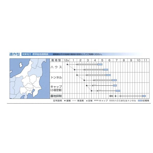 画像3: [かぼちゃ]　グラッセ　100粒　タキイ種苗 (3)