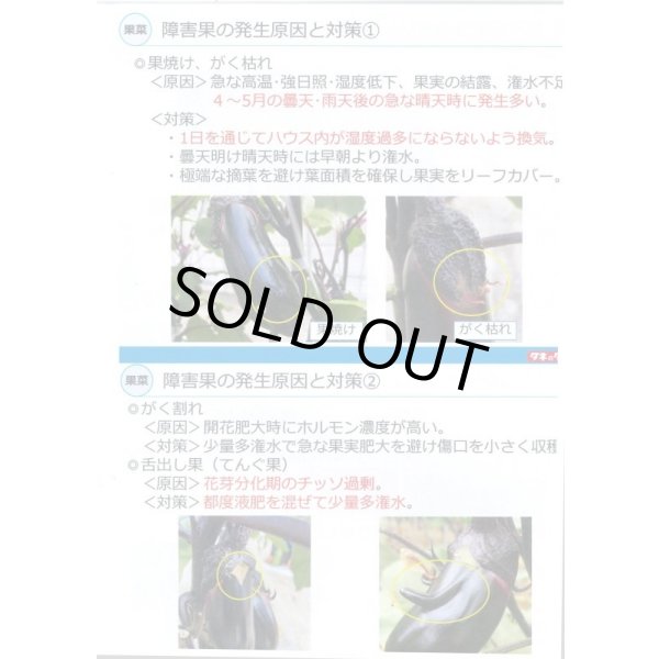 画像3: 送料無料　[なす]　PC鶴丸　1000粒　タキイ種苗 (3)