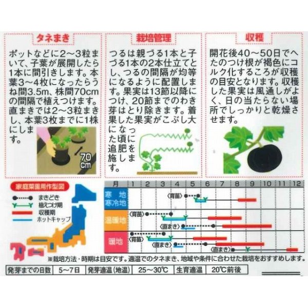 画像2: [かぼちゃ]　ブラックのジョー　6粒　サカタのタネ（株）　実咲400 (2)