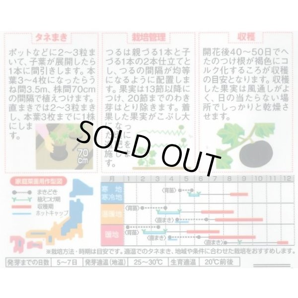 画像2: 送料無料　[かぼちゃ]　ブラックのジョー　6粒　(株)サカタのタネ　実咲450（002875） (2)