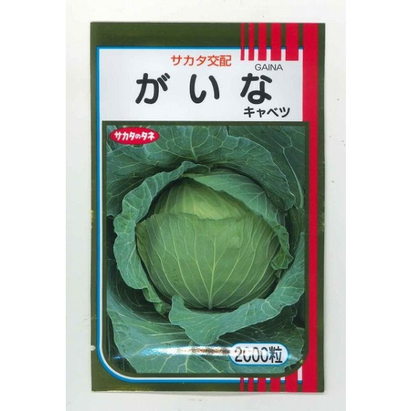 画像1: 送料無料 [キャベツ] がいな 2000粒 （株）サカタのタネ (1)
