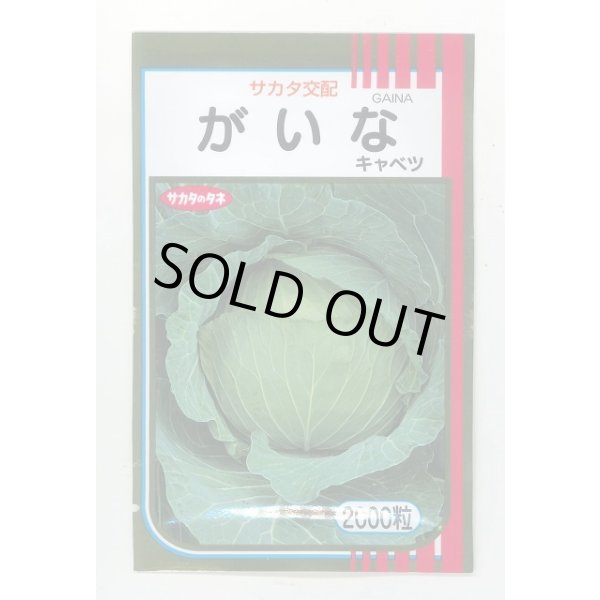 画像1: 送料無料　[キャベツ]　がいな　2000粒　（株）サカタのタネ (1)