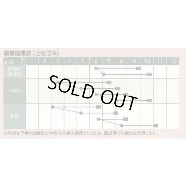 画像4: 送料無料　[とうもろこし]　大和ルージュ　10ml(およそ40粒)　（株）大和農園 (4)
