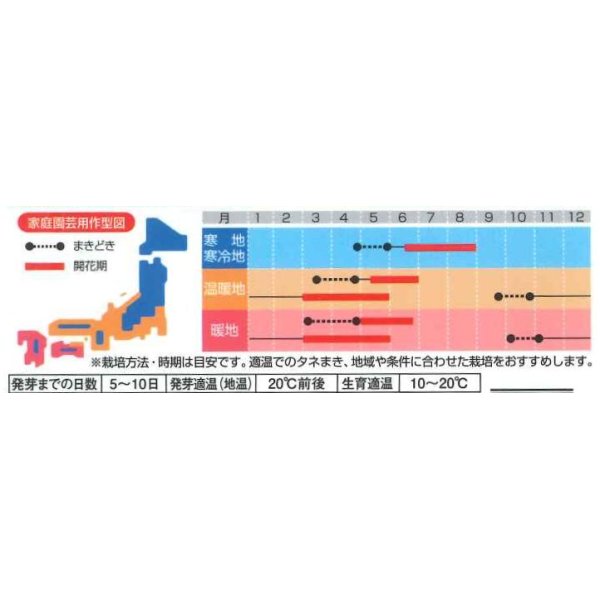 画像3: 花の種　アリッサム　ワンダーランドミックス　約43粒　サカタのタネ（株）実咲250 (3)