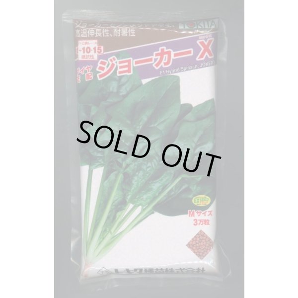 画像1: ほうれんそう　ジョーカーＸ　3万粒（種子サイズ：Ｍ）　トキタ種苗(株) (1)