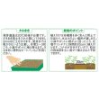 画像2: 送料無料　花の種　アリッサム　ワンダーランドミックス　約43粒　(株)サカタのタネ　実咲250（102787） (2)