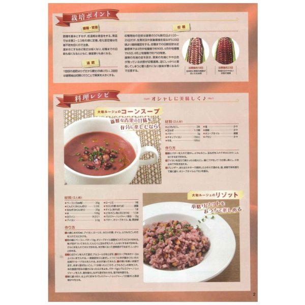 画像5: 送料無料　[とうもろこし]　大和ルージュ　1dl(およそ410粒入っております。)　（株）大和農園 (5)