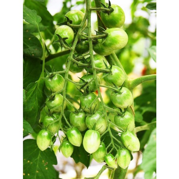 画像5: 送料無料　[ミニトマト]　サリーナエメラルド　8粒　サナテックシード（株） (5)