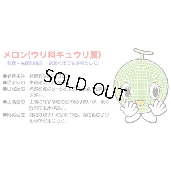 画像3: 送料無料　[メロン]　アールス・ムーラン早春晩秋　100粒　ナント種苗(株) (3)