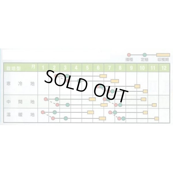画像5: 送料無料　[メロン]　アールス・ムーラン早春晩秋　100粒　ナント種苗(株) (5)