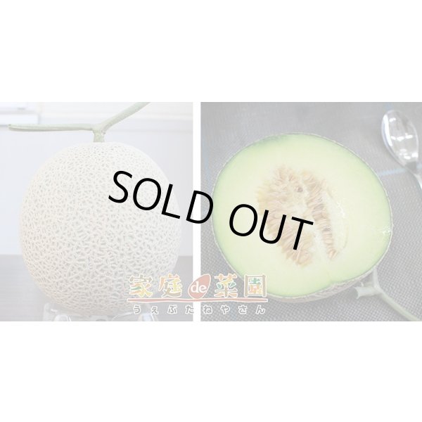 画像4: 送料無料　[メロン]　アールス・ムーラン早春晩秋　100粒　ナント種苗(株) (4)