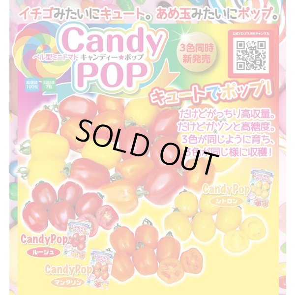 画像2: 送料無料　[トマト/ミニトマト]　キャンディポップ　ルージュ　100粒　ナント種苗(株) (2)