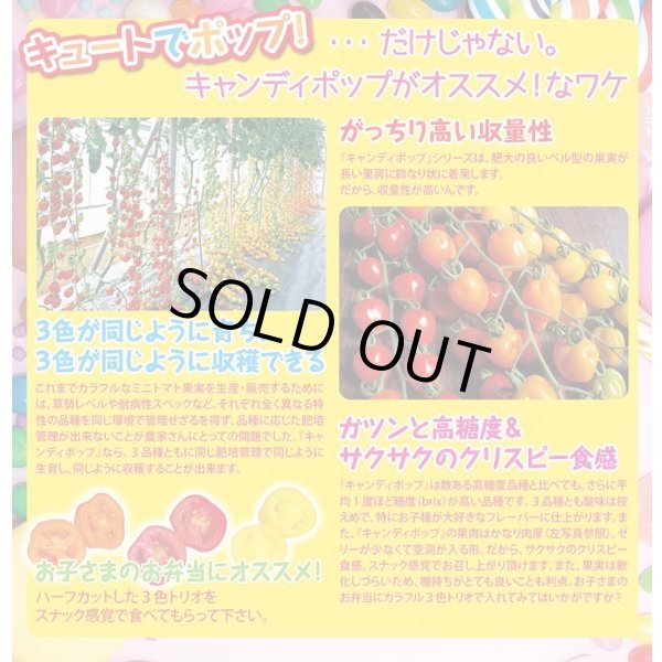 画像3: 送料無料　[トマト/ミニトマト]　キャンディポップ　ルージュ　100粒　ナント種苗(株) (3)