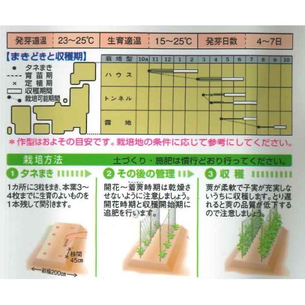 画像2: [いんげん]　ケンタッキー101　約65粒　タキイ種苗　MF (2)