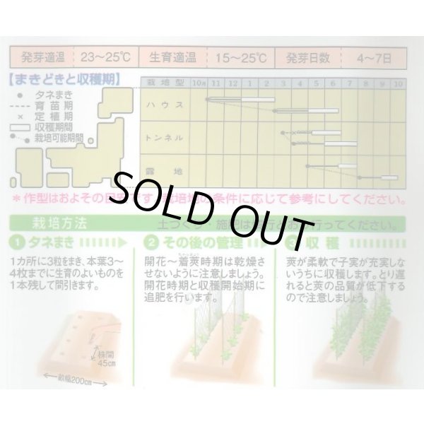 画像2: 送料無料　[いんげん]　ケンタッキー101　約65粒　タキイ種苗　MF (2)