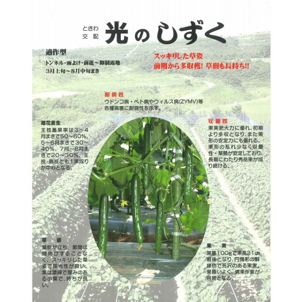 画像2: 送料無料　[キュウリ]　光のしずく　350粒　(株)ときわ研究場 (2)