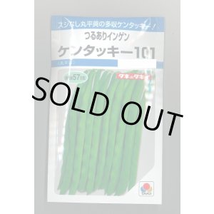 画像: 送料無料　[いんげん]　ケンタッキー101　約65粒　タキイ種苗　MF