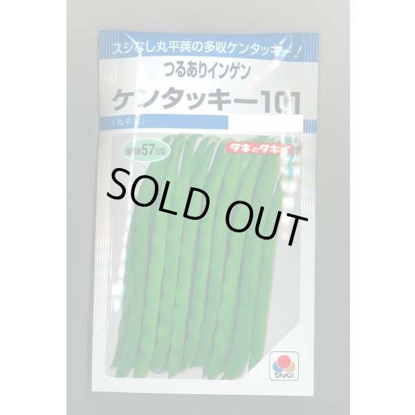 画像1: 送料無料　[いんげん]　ケンタッキー101　約65粒　タキイ種苗　MF (1)