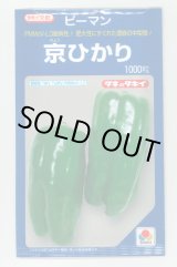 画像: 送料無料　[ピーマン]　京ひかり　1000粒　タキイ種苗(株)