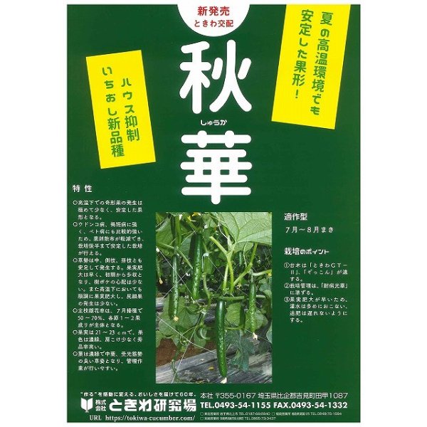 画像3: 送料無料　[キュウリ]　秋華　350粒　(株)ときわ研究場 (3)