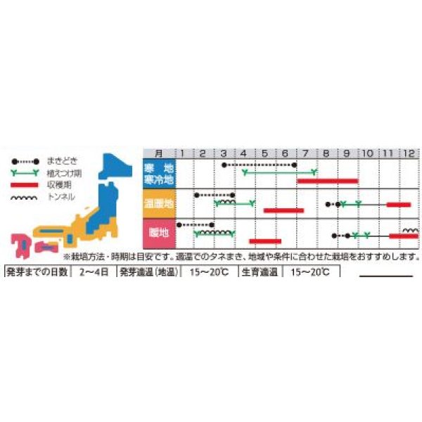 画像4: 送料無料　[レタス]　ケルン　(およそ350粒)(株)サカタのタネ　実咲350（003029） (4)