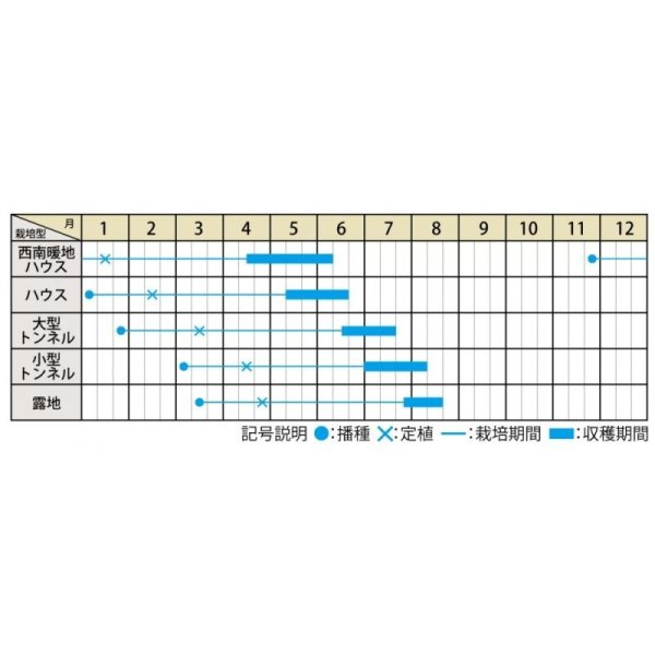 画像2: [スイカ]　小玉スイカ　いつつぼし　7粒　大和農園 (2)