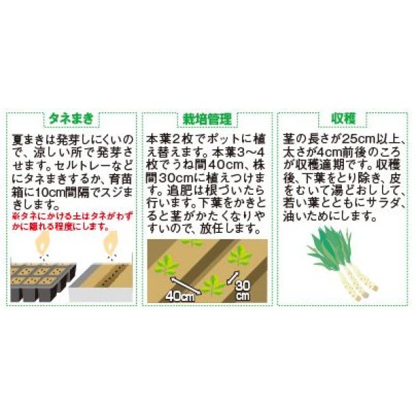 画像3: 送料無料　[レタス]　ケルン　(およそ350粒)(株)サカタのタネ　実咲350（003029） (3)