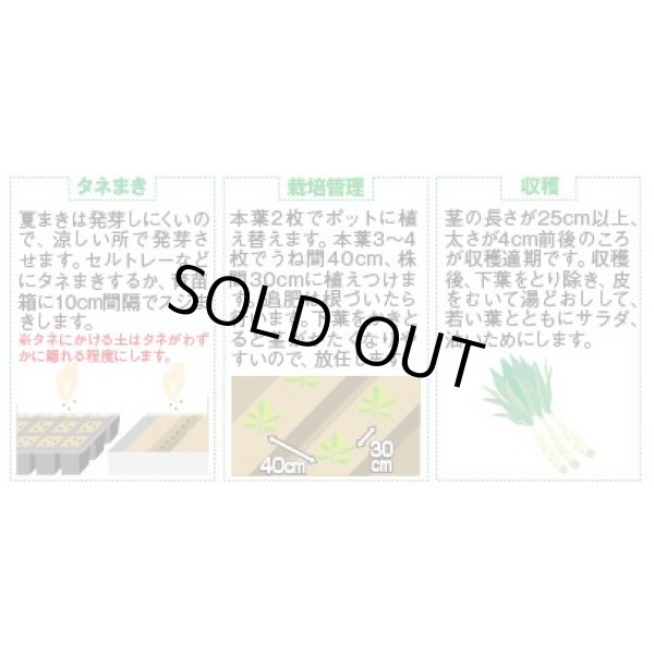 画像3: 送料無料　[レタス]　ケルン　(およそ350粒)(株)サカタのタネ　実咲350（003029） (3)