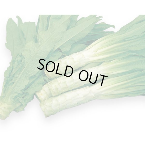 画像2: 送料無料　[レタス]　ケルン　(およそ350粒)(株)サカタのタネ　実咲350（003029） (2)