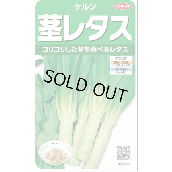 画像1: 送料無料　[レタス]　ケルン　(およそ350粒)(株)サカタのタネ　実咲350（003029） (1)
