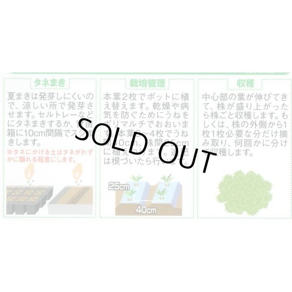 画像3: 送料無料　[レタス]　フリンジーグリーン(フリルレタス)およそ1200粒　(株)サカタのタネ　実咲350（003036） (3)