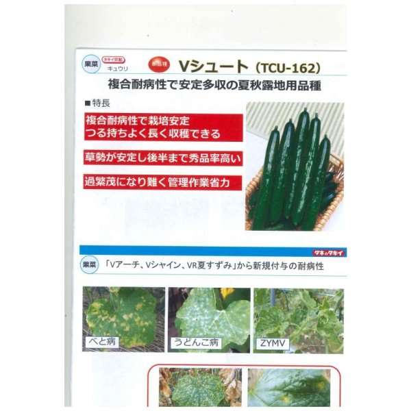 画像3: 送料無料　[キュウリ]　Ｖシュート　350粒　タキイ種苗(株) (3)