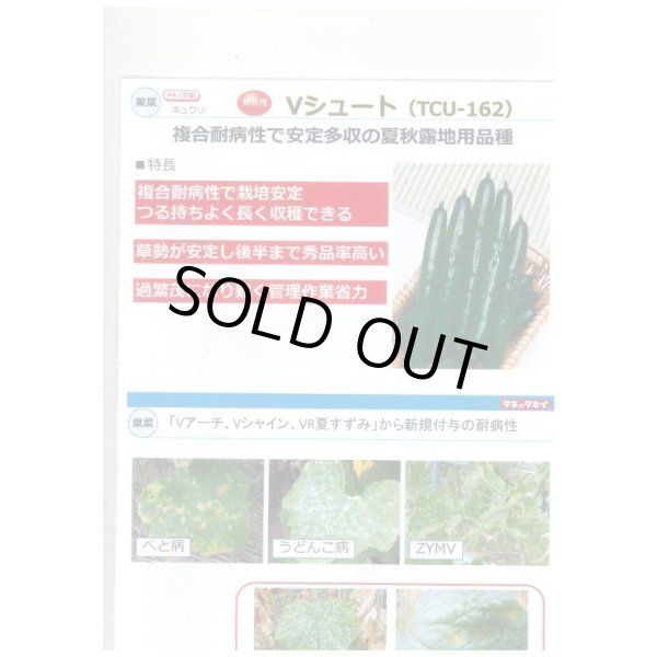 画像3: 送料無料 [キュウリ] Ｖシュート 350粒 タキイ種苗(株) (3)