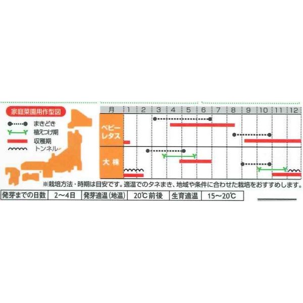 画像4: [レタス]　フリンジーグリーン（フリルレタス）およそ1200粒　サカタのタネ（株）　実咲300 (4)