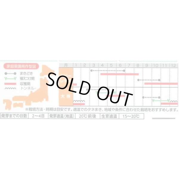 画像4: 送料無料　[レタス]　フリンジーグリーン(フリルレタス)およそ1200粒　(株)サカタのタネ　実咲350（003036） (4)