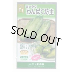 画像: 送料無料　[キュウリ]　わんぱく坊主　10粒　（株）大和農園