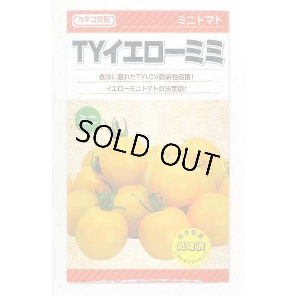 画像1: 送料無料　[トマト/ミニトマト]　TYイエローミミ　100粒　カネコ種苗（株） (1)