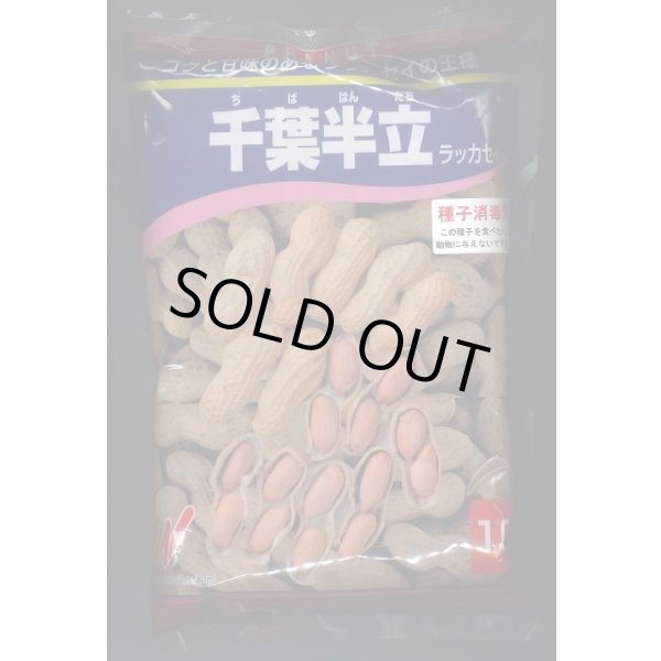 画像1: [落花生]　千葉半立　1L(約700粒)　渡辺農事（株） (1)