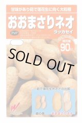 画像: 送料無料　[落花生]　おおまさりネオ　むき実種子　20粒　渡辺農事（株）