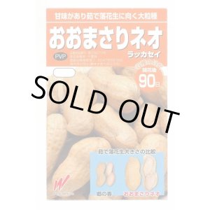 画像: 送料無料　[落花生]　おおまさりネオ　むき実種子　20粒　渡辺農事（株）