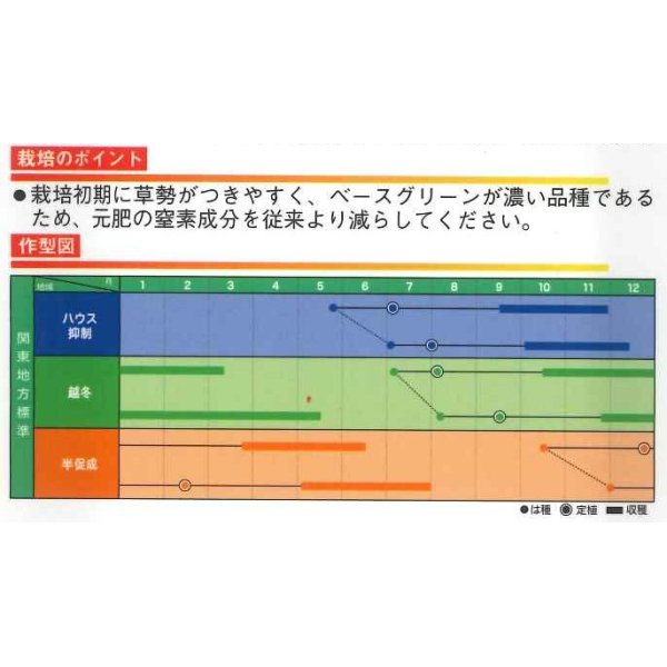 画像3: [トマト]　大玉トマト　TYみそら86　100粒　ヴィルモランみかど (3)