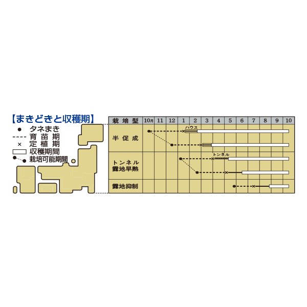 画像2: [なす]　ＳＬ紫水　35粒　タキイ種苗（株）　DF　 (2)