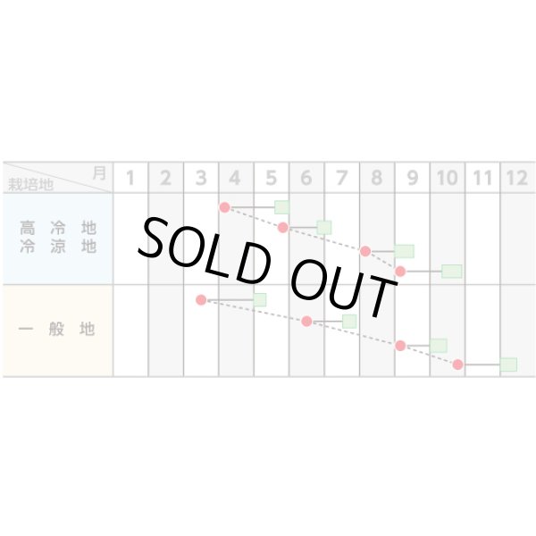 画像4: [シーダー種子]　小松菜　きよすみ　1粒×5cm間隔 (4)