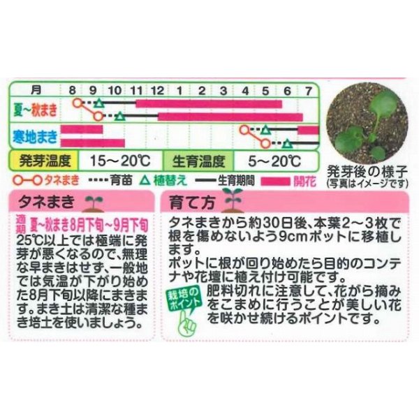 画像2: 花の種 ビオラ F1ビビ ミックス 小袋 タキイ種苗(株)(NL300) (2)