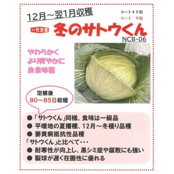 画像3: 送料無料　[キャベツ]　キャベツ　極甘キャベツ　冬のサトウくん　40粒　ナント種苗(株) (3)
