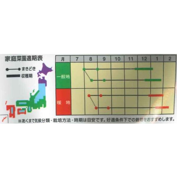 画像2: 送料無料　[キャベツ]　キャベツ　極甘キャベツ　冬のサトウくん　40粒　ナント種苗(株) (2)