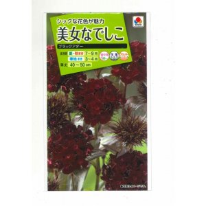 画像: 送料無料　花の種　美女なでしこ　ブラックアダー　小袋　タキイ種苗(株)(ＮL200)